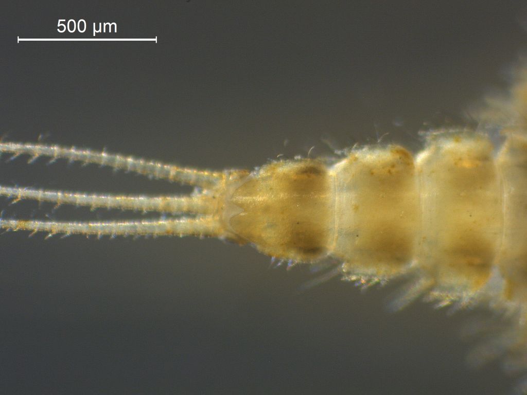 Caenis luctuosa